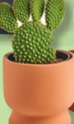 IGA CACTUS offer