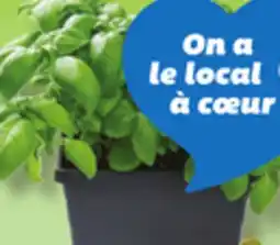 IGA FINE HERBS, CACTUS OR SUCCULENT offer