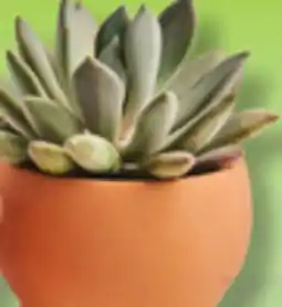 IGA SUCCULENT FINE HERBS offer
