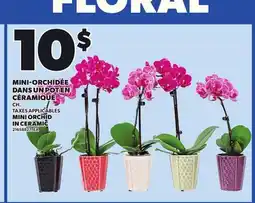 Provigo MINI ORCHID IN CERAMIC offer