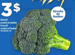 Maxi BROCOLI | BROCCOLI offer