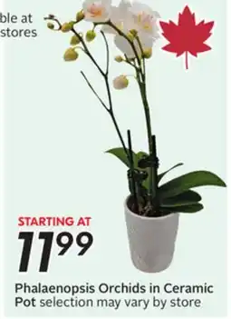 Sobeys Phalaenopsis Orchids offer