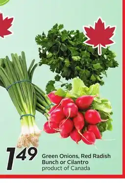 Sobeys Green Onions, Red Radish Bunch or Cilantro offer