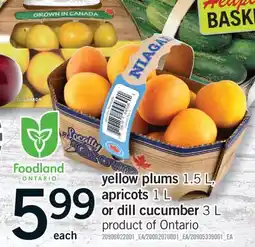 Fortinos YELLOW PLU,S, 1.5 L, APRICOTS 1 L OR DILL CUCUMBER 3 L offer
