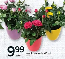 Fortinos ROSE IN CERAMIC 4 POT offer