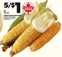 Loblaws SWEET BICOLOUR CORN offer