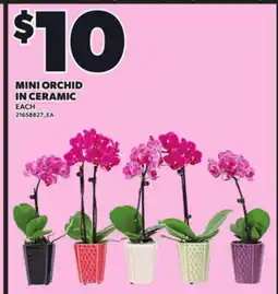Loblaws MINI ORCHID IN CERAMIC offer