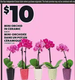 Independent Grocer MINI ORCHID IN CERAMIC, EACH offer