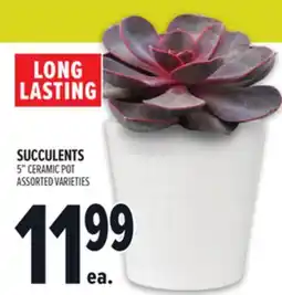 Metro SUCCULENTS offer