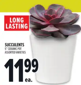 Metro SUCCULENTS offer