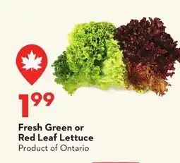 Longo's Fresh Green or Red Leaf Lettuce offer