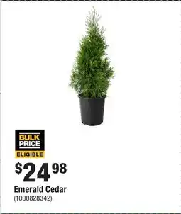 Home Depot Emerald Cedar offer
