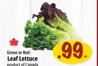 Farm Boy Green or Red Leaf Lettuce offer
