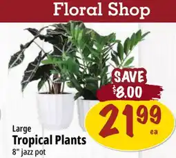 Farm Boy Large Tropical Plants offer