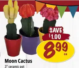 Farm Boy Moon Cactus 3 ceramic pot offer