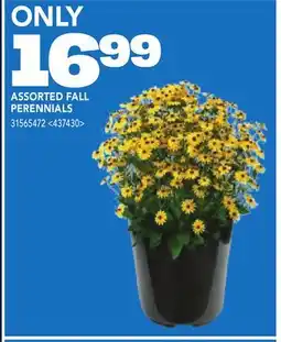 RONA ASSORTED FALL PERENNIALS offer