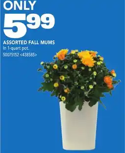 RONA ASSORTED FALL MUMS offer