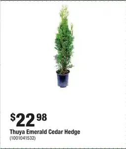 Home Depot Thuya Emerald Cedar Hedge offer