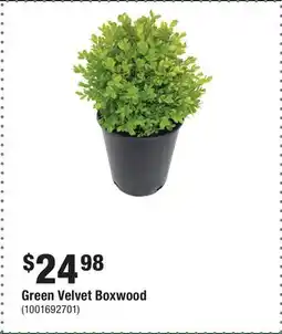 Home Depot Green Velvet Boxwood offer