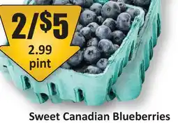 Starsky Sweet Canadian Blueberries offer