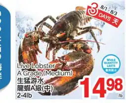 T&T Supermarket LIVE LOBSTER A GRADE (MEDIUM) 2-4lb offer