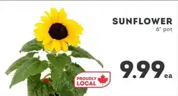 IGA Sunflower offer