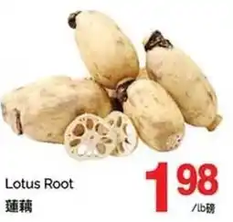 T&T Supermarket Lotus root offer