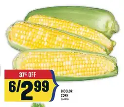 Marché Adonis BICOLOR CORN offer