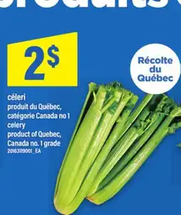 Maxi CÉLERI | CELERY offer