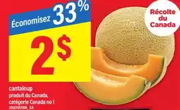 Maxi CANTALOUP offer