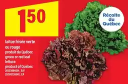 Maxi LAITUE FRISÉE VERTE OU ROUGE | GREEN OR RED LEAF LETTUCE offer