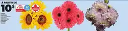Provigo FARM FRESH FLOWERS offer