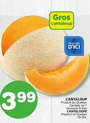 Marches Tradition CANTALOUPE offer