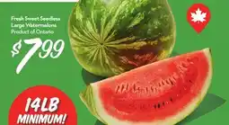 Longo's Fresh Sweet Seedless Large Watermelons offer