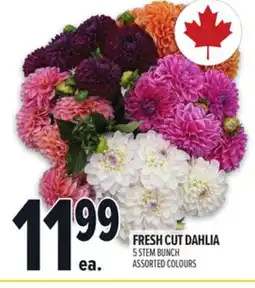 Metro FRESH CUT DAHLIA offer