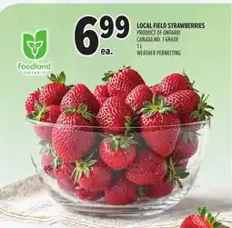 Metro LOCAL FIELD STRAWBERRIES offer