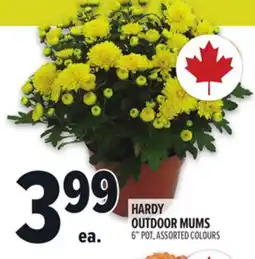 Metro HARDY OUTDOOR MUMS offer
