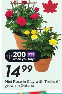 Sobeys Mini Rose in Clay with Trellis offer