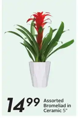 Sobeys Assorted Bromeliad in Ceramic offer