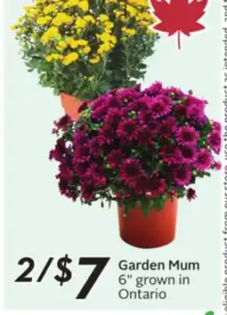 Sobeys Garden Mum offer