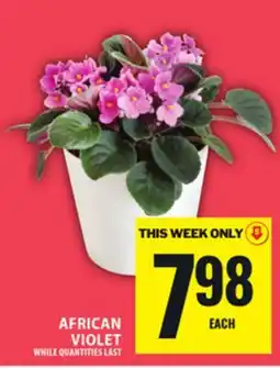 Food Basics AFRICAN VIOLET offer