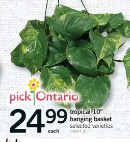 Fortinos TROPICAL 10 HANGING BASKET offer