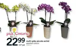 Fortinos MULTI SPIKE PICCOLA ORCHID, 3.5 pot offer