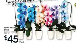 Fortinos COLOUR INFUSED ORCHID offer