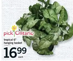 Fortinos TROPICAL 6 HANGING BASKET offer