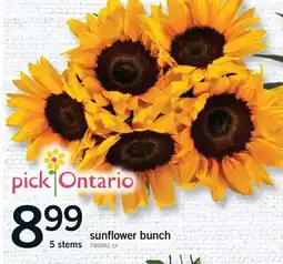 Fortinos SUNFLOWER BUNCH, 5 stems offer