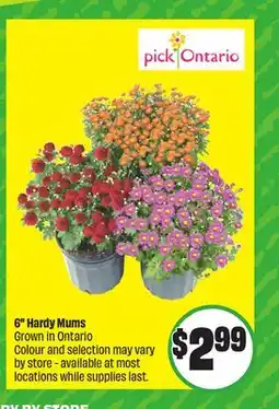 FreshCo G Hardy Mums Grown in Ontario Colour offer
