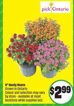 Chalo FreshCo 6 Hardy Mums Grown in Ontario offer