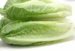 Avril Cœurs de laitue romaine bios offer