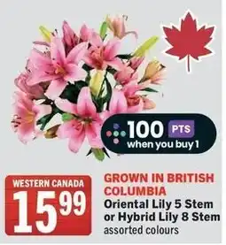 IGA Oriental lily 5 stem or hybrid lily 8 stem offer